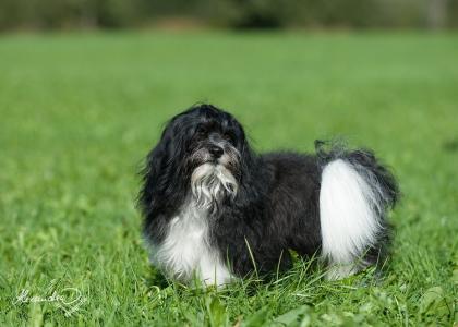 Typvoller Havaneser-Deckrüde