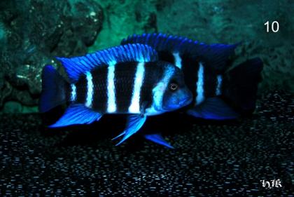 Blue Zaire 
