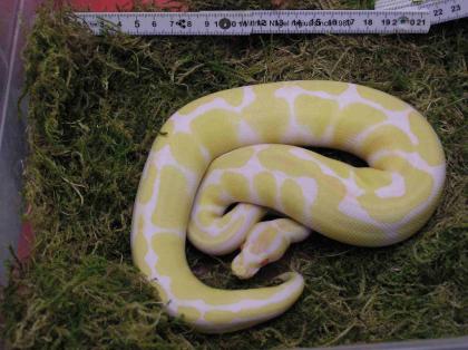 Königspython Python regius Farbmorphe albino