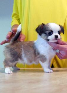 Wunderschöne Chihuahua-Welpen