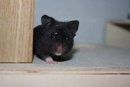 ZAHME und neugierige HAmsterbabys aus Hamsterzucht München 