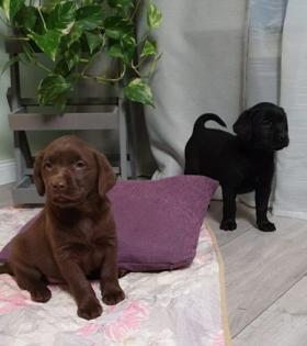  Erhältlich Labrador Welpen mit Papieren