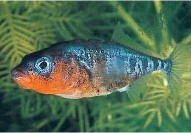 Koi - Teichfische - Besatzfische // Fischfarm Eske