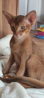2 bezaubernde reinrassige Abessinier Kitten mit Stammbaum / Abstammungsurkunde