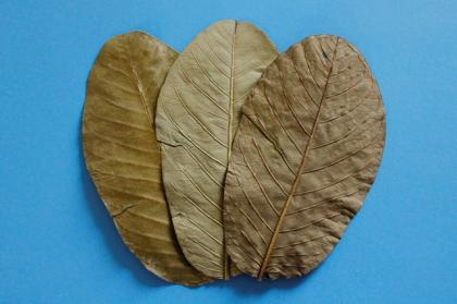10 Guaveblätter ( Guava leaves ) für Garnelen u Co. im Aquarium als Garnelenfutt