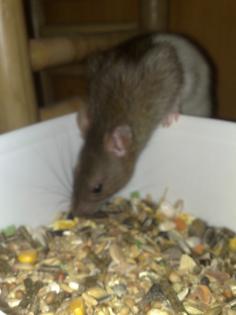 Ratten abzugeben- Jungtiere