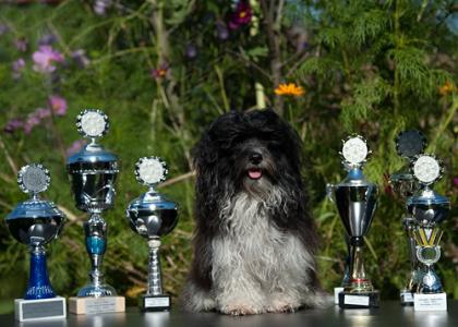 Typvoller Havaneser-Deckrüde