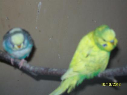 Verkaufe junge Wellensittiche und neues Vogelzubehör