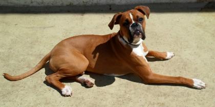 Sie suchen einen Deckrüden ? Dann sind Sie hier genau richtig !