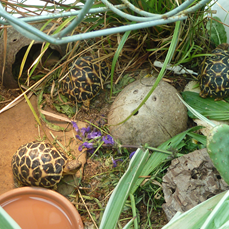 Sternschildkröten NZ 2021 ( Geochelone elegans )