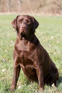 3 Labradorwelpen suchen noch IHRE Familie