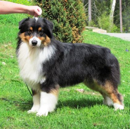 Australian-shepherd-puppies.de Welpen sind am 30.12.2021 geboren. Abgabe im März