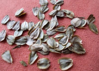 HONIG Frühjahrstracht, Raps- oder Sommerhonig natürlich... vom Imker