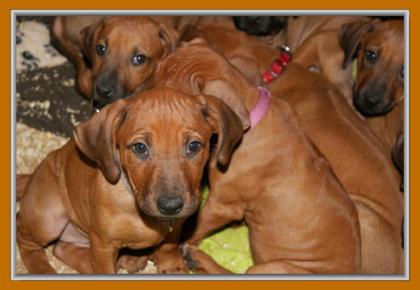 4 Rhodesian Ridgeback Mädels suchen...