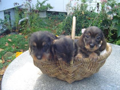 Langh.u. Rauhaardackelwelpen