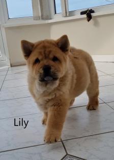 Chow-Chow - Welpen - von der Liebe zur Familie