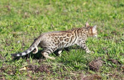 Bengalkatzen-Bengalkater