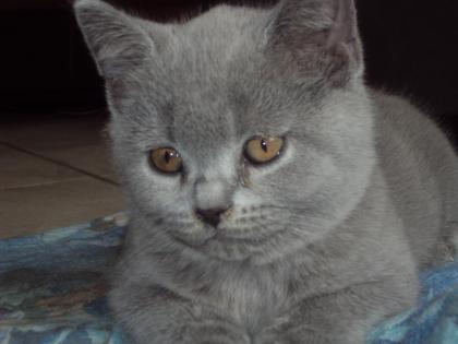 2 kleine blaue Britenbärchen suchen ab Oktober Schmusepersonal