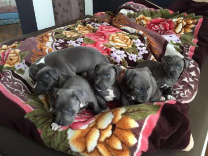 American Bully Welpen aus Top Verpaarung !! Geb 26.2.2021 !!