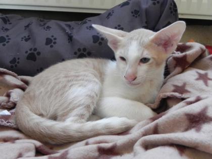 Wunderschöne Orientalenkitten mit Papiere suchen ab sofort ein neues zu Hause!