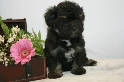 Bolonka Zwetna Welpen ab sofort abzugeben 