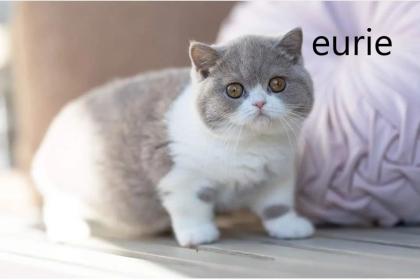 Gesunde und süße britische Kurzhaarkätzchen