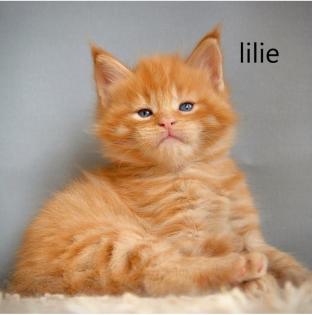 Wunderschöne Maine-Coon-Kätzchen.