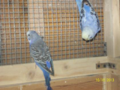 Verkaufe junge Wellensittiche und neues Vogelzubehör