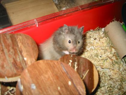 Junge Hamster