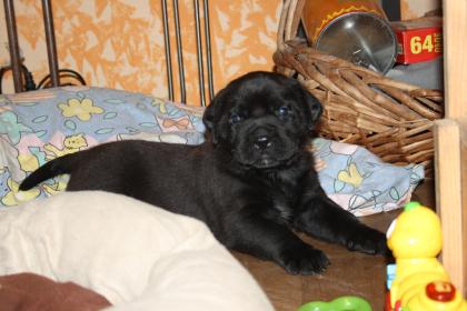 Hunde, Welpen, Saupacker, Molosser, mit Papieren,.....