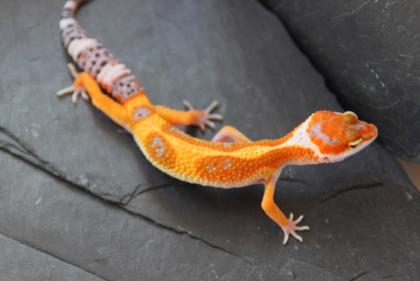 Leopardgeckos HP AKTUALISIERT