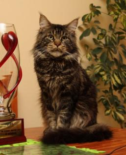 Klassic&Blue Maine Coon Kitten-super