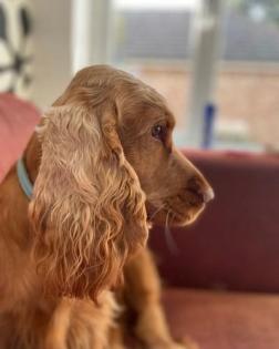 Wunderschöne KC English Cocker Spaniels