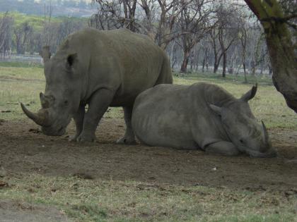 Safari: Nairobi – Meru NP - Samburu – Lake Nakuru NP – Maasai Mara - Nairobi