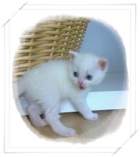 Zauberhafte BKH Polarbärchen