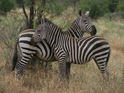 Safari in Kenia mit Badeurlaub