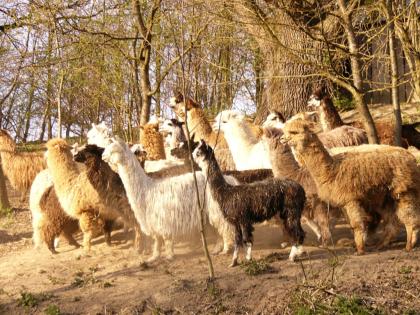 Wunderschöne Alpaka