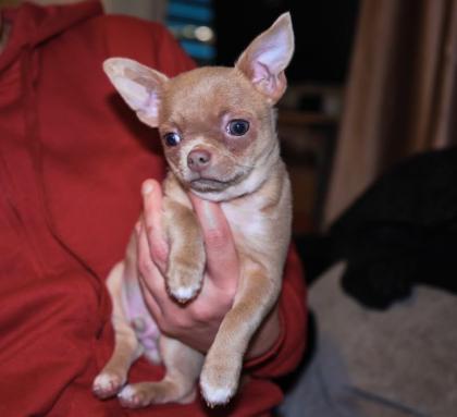 Reinrassiger Chihuahua Kuschelwelpe