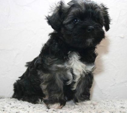 Bolonka Zwetna Welpen ab sofort abzugeben 