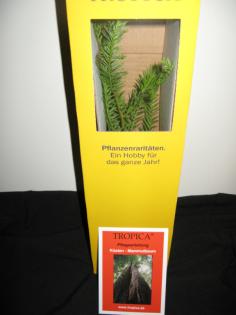 Küsten - Mammutbaum / Coast - Redwood 