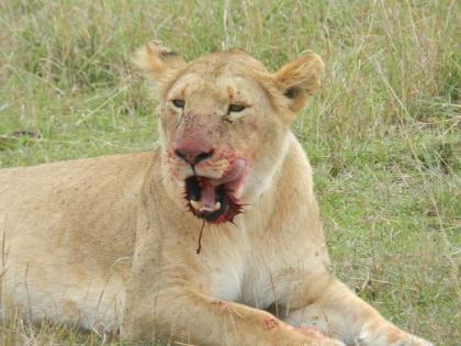 Weihnachten und Silvester - Jeep Safari Kenia 12 Tage 