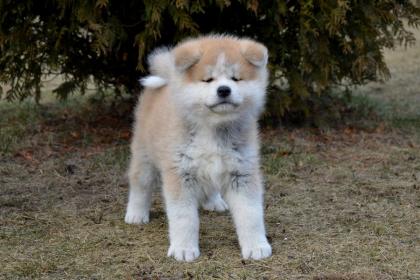 AKITA INU WELPEN