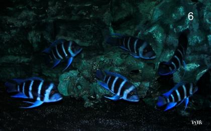 Blue Zaire 