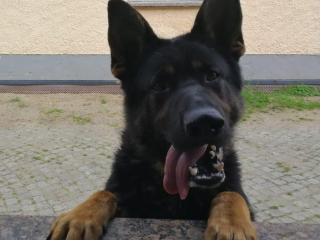 Verk reinrassige Deutsche Schäferhundwelpen