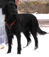 Flat Coated Retriever Wurfplanunge Jan.06