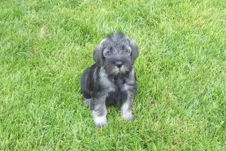 Mittelschnauzerwelpen