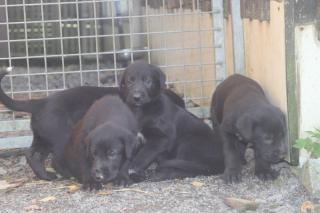 Irish Wolfhoundwelpen, VDH