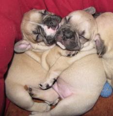 French Bullys