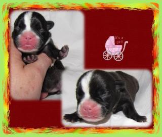 Franz.Bulldoggen