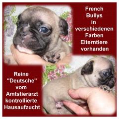French Bulldoggen